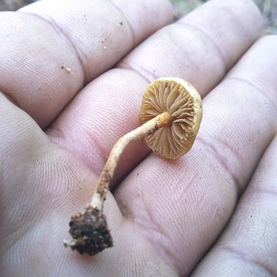 a man holds a tiny freshly picked mushroom in his hand